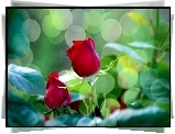 Czerwone Róże, Bokeh