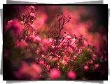 Czerwone, Róże, Bokeh
