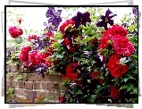 Czerwone, Róże, Clematis