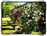 Róże, Pergola, Lato, Ogród