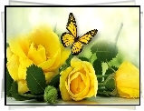 Róże, Żółte, Liście, Motyl