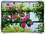 Róże, Pergola