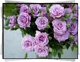 Purpurowe, Róże, Bukiet
