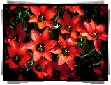 Czerwone, Rozkwitnięte, Tulipany