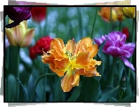 Kwiaty, Kolorowe, Tulipany, Rozkwitnięte