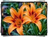 Dwie, Rozkwitnięte, Pomarańczowe, Lilie, Zbliżenie