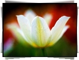 Biały, Rozkwitnięty, Tulipan