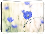 Kwiaty, Niebieskie, Len, Rozmycie