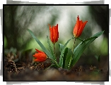 Kwiaty, Czerwone, Tulipany, Rozmycie