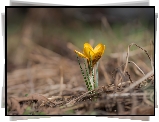 Żółty, Krokus, Rozmyte tło