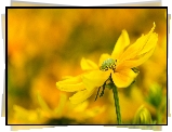Żółty, Kwiat, Rudbekia, Rozmyte tło