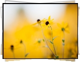 Żółte, Kwiaty, Rudbekia, Rozmyte, Tło