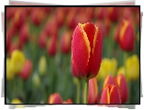 Tulipany, Rozmyte tło