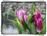 Tulipany, Rozmyte, Tło