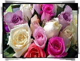 Różnokolorowe, Róże, Krople, Rosy