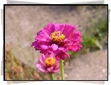 Różowa, Cynia