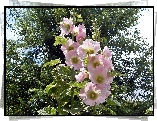 Drzewa, Różowa, Malwa