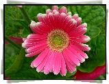 Różowa, Gerbera