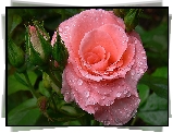 Różowa, Róża, Rosa, Kropelki, Krople