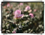 Różowa, Róża, Kropelki, Rosa