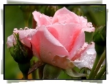 Różowa, Róża, Krople, Rosy