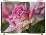 Różowa, Róża, Krople, Rosy