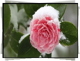 Różowa, Kamelia, Śnieg, Liście