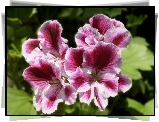 Pelargonia, różowa, angielska