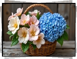 Niebieska, Hortensja, Biał-różowe, Kwiaty, Wiklinowy, Koszyk