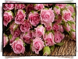 Bukiet, Rozowe, Roze