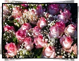 Kwiaty, Róże, Rozwinięte, Różowe, Gipsówka, Bukiet