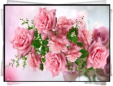 Różowe, Róże, Kwiaty, Grafika 2D