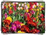 Różowe, Tulipany, Kolorowe, Pierwiosnki