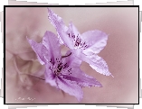 Różowe, Dwa, Kwiaty, Clematis, Powojnik