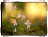 Różowe, Epimedium, Kwiaty