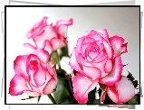 Kwiaty, Różowe, Róże