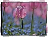 Makro, Różowe, Tulipany