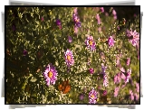 Różowe, Astry, Marcinki, Bokeh