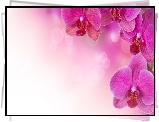 Różowe, Orchidea