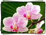 Różowe, Orchidee