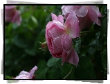 Różowe, Róże, Rosa, Krople