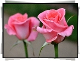 Rozowe, Roze