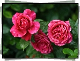 Rozowe, Roze