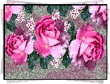 Różowe, Kwiaty, Róże, 2D