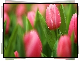 Różowe, Tulipany, Rozmycie, Krople