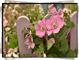 Różowe, Kwiaty, Clematis, Płotek, Rozmyte, Tło