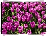 Rozwinięte, Różowe, Tulipany