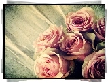 Różowe, Róże, Stara, Fotografia