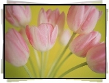 Różowe Tulipany