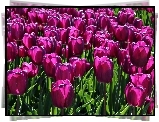 Różowe, Tulipany